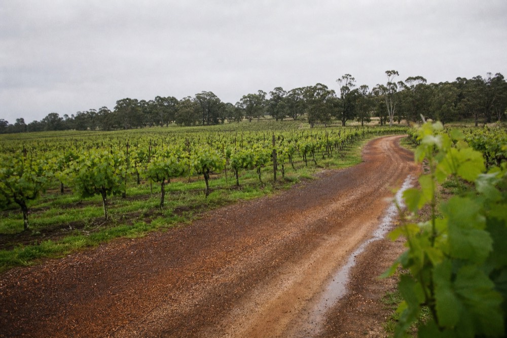 Rows of vines running toward a low ridge of gum trees under a wide morning sky, a gravel track curving between the blocks, soft light, no branding or people.