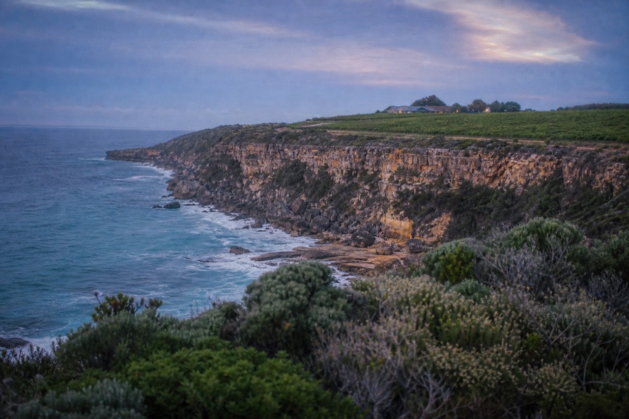 A dramatic Margaret River coastline where limestone cliffs meet turquoise ocean, vineyards on the headland behind, golden late light, no people or text.