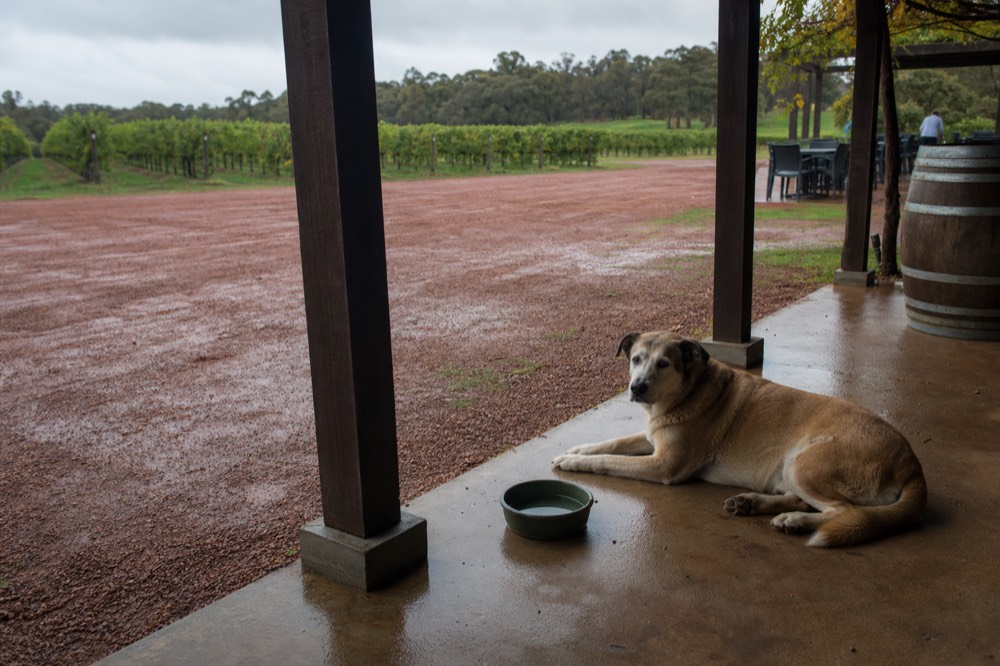 A relaxed dog resting on a shaded veranda of a country guesthouse with a water bowl nearby, vineyard rows beyond, soft even light, no people or branding.