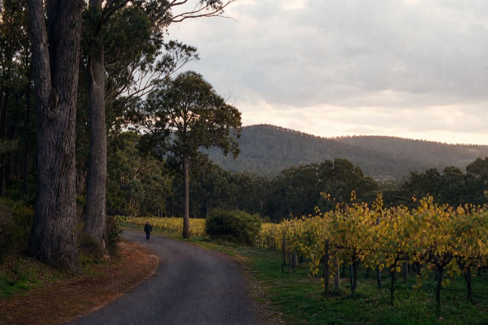 A quiet rural road curving between vineyard blocks and stands of tall karri and marri trees, low green hills in the distance, soft overcast light, no signs or vehicles.