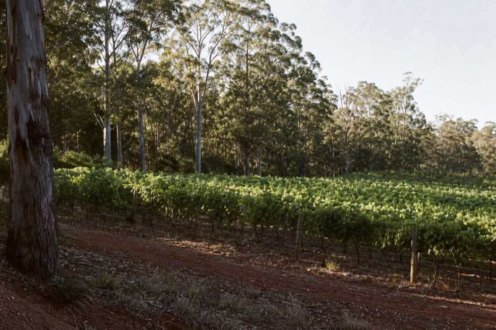 Mature vine rows on gently sloping red-gravel ground, deep green canopy heavy with leaf, a line of tall gum trees marking the boundary, warm afternoon light, no branding or people.