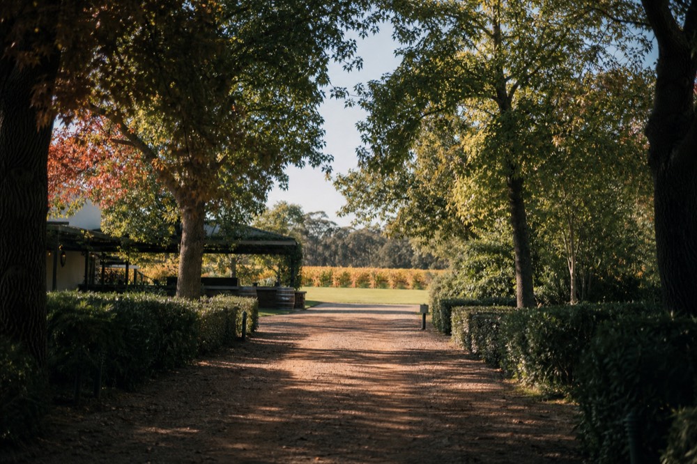 A cellar-door approach lined with mature trees opening onto a wide lawn and vineyard beyond, soft filtered light, gravel drive, no signage or logos visible, no people.