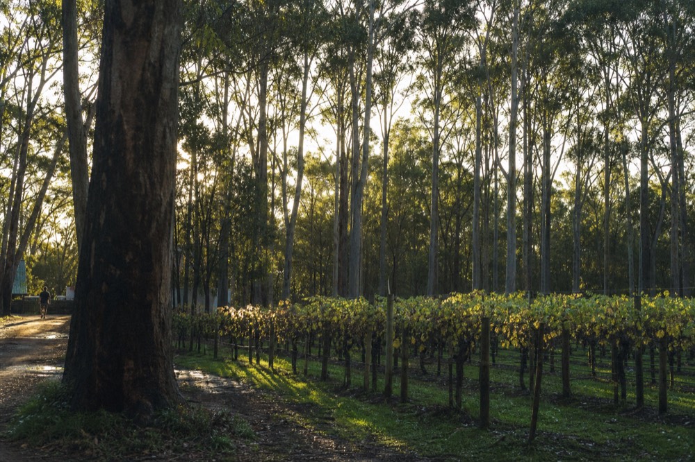 Tall straight karri trunks rising over a small vineyard clearing at the forest edge, cool green light filtering through the canopy, damp ground, no signs or people.