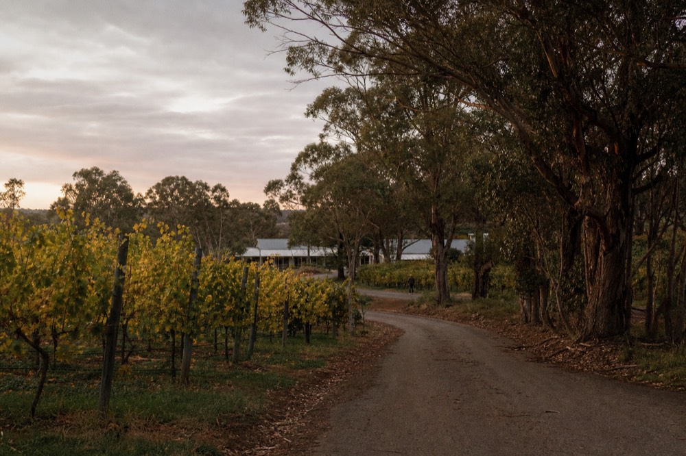 A rural road curving between vineyard blocks and tall eucalypts with a distant cluster of low farm buildings, soft overcast light, no vehicles or signs.