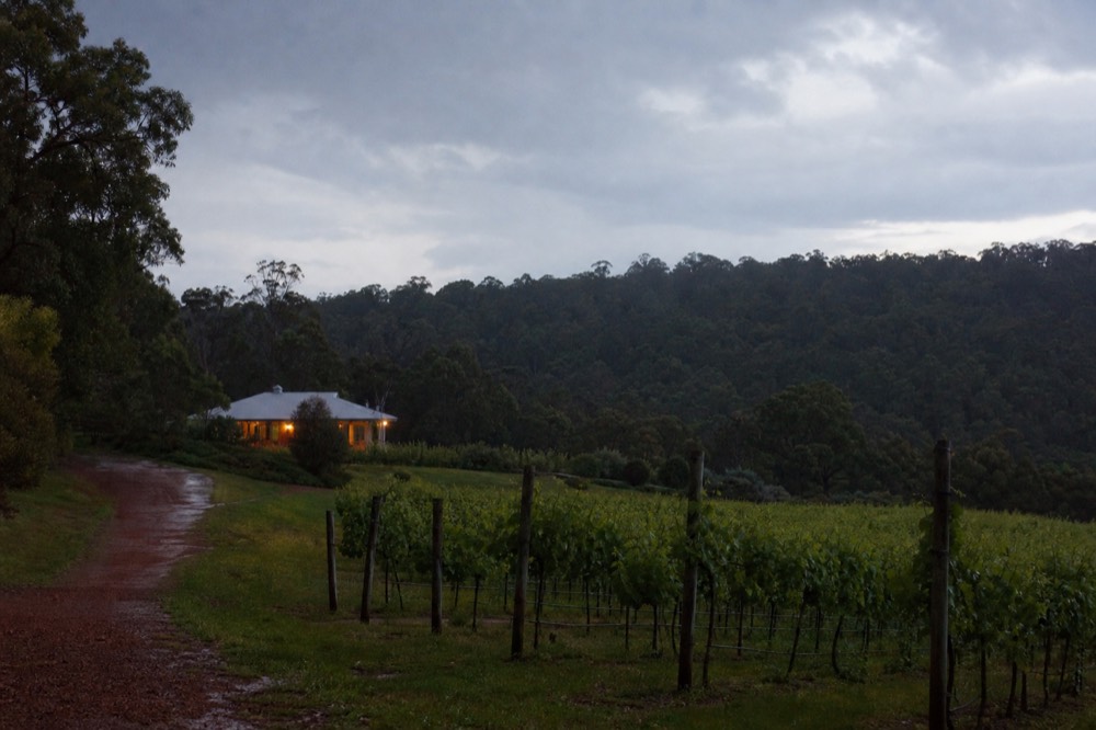 A wide view over vineyard rows toward a low ridge of karri gums at dusk, a guest cottage glowing warm among the vines, deep sky, no people or signage.