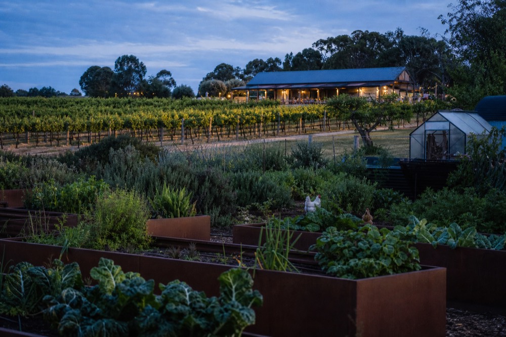 A kitchen garden of vegetables and herbs beside a working vineyard, raised beds and a small greenhouse, chickens foraging nearby, morning light, unbranded, no people.