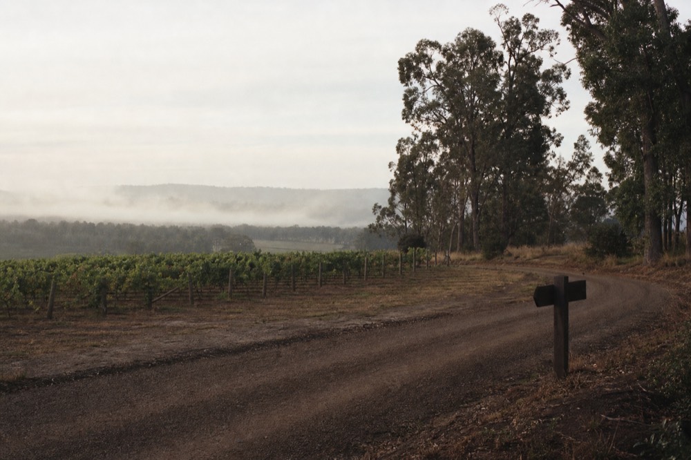 A narrow connector road running between small vineyard blocks and stands of tall trees, a modest cellar-door sign-post shape at a turnoff with no readable text, overcast light, no vehicles or people.